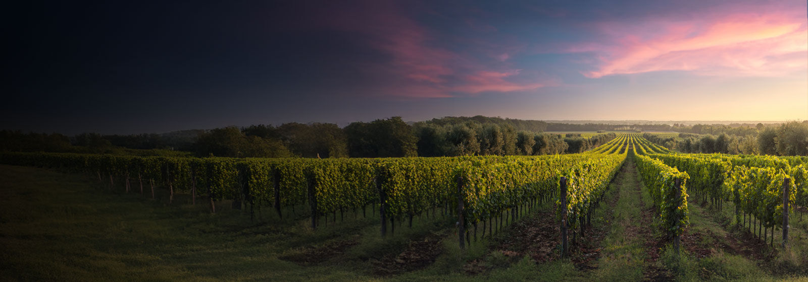 International wine grower & distributor