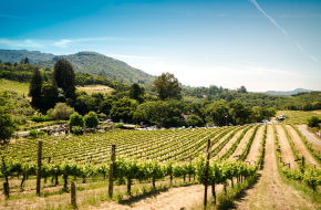 International wine grower & distributor - Oracle EPM & BI for planning & reporting
